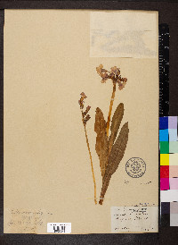 Primula parryi image