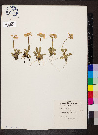 Primula farinosa image