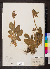 Primula veris image