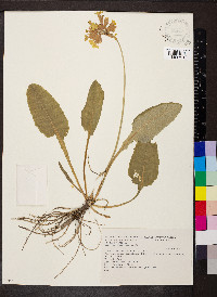 Primula veris image