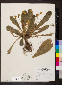 Primula vulgaris image