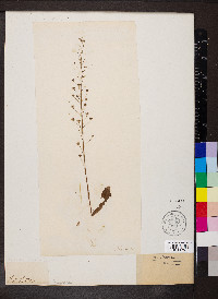 Samolus ebracteatus image