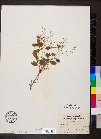 Samolus parviflorus image
