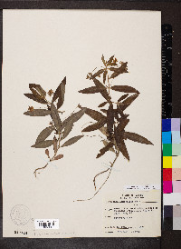 Steironema lanceolatum image