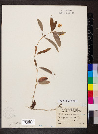 Steironema lanceolatum image