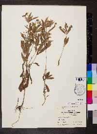 Steironema lanceolatum image