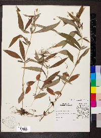 Steironema lanceolatum image