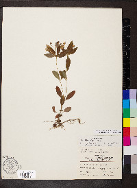 Steironema lanceolatum image