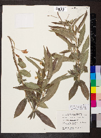 Steironema lanceolatum image