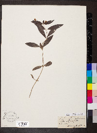 Lysimachia hybrida image