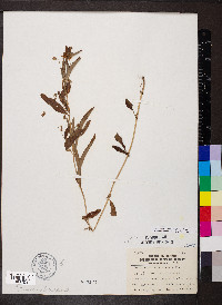 Steironema lanceolatum image