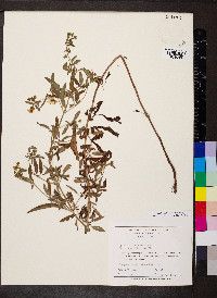 Steironema lanceolatum image