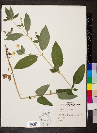 Lysimachia hybrida image