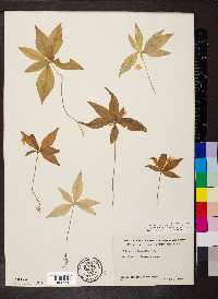 Trientalis borealis image