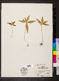 Trientalis borealis image