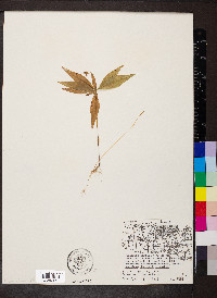 Trientalis borealis image