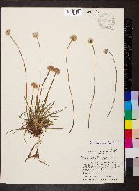 Armeria maritima image