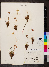 Armeria maritima subsp. sibirica image