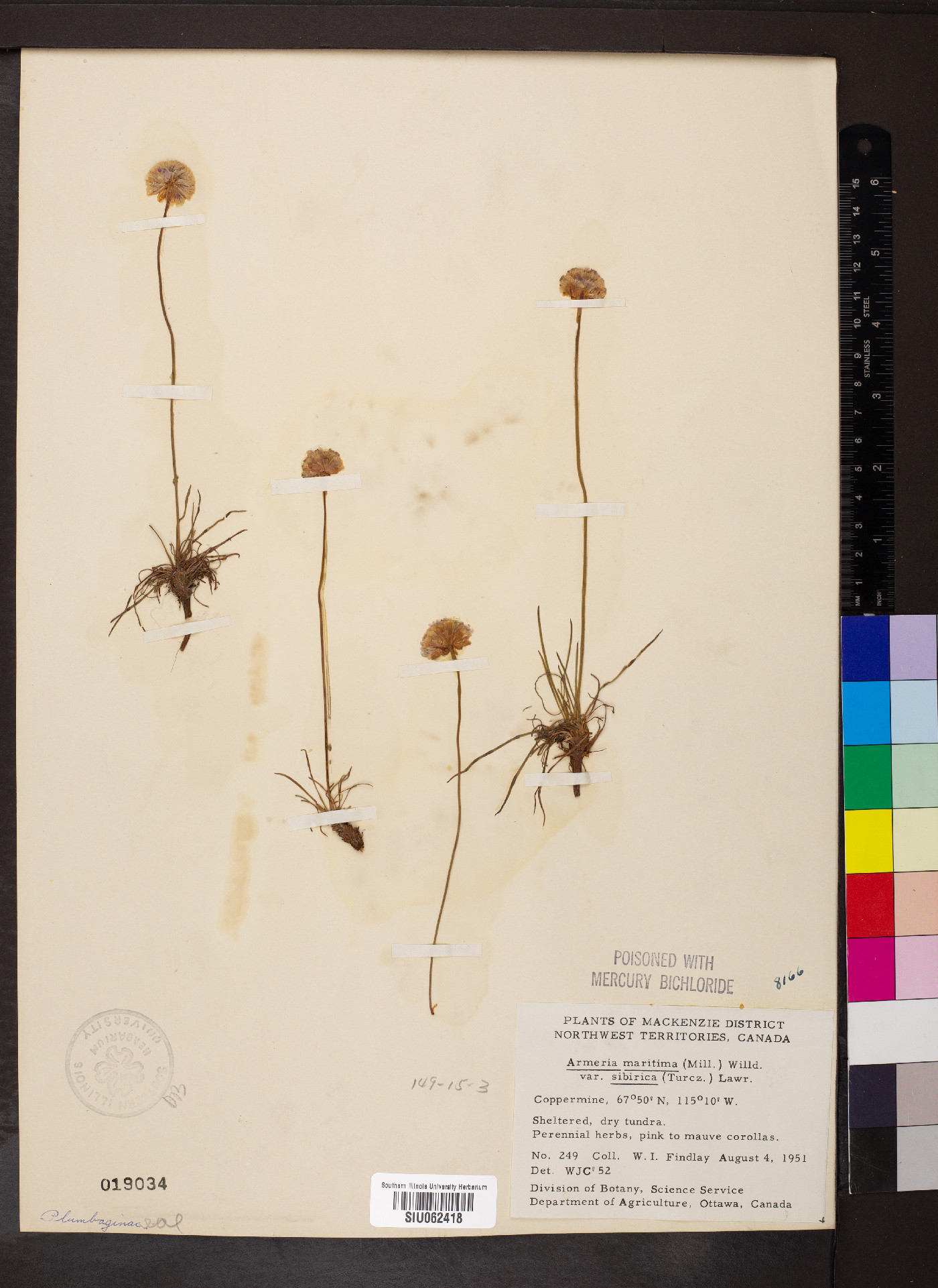 Armeria maritima var. sibirica image