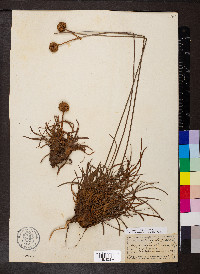 Armeria arenaria image