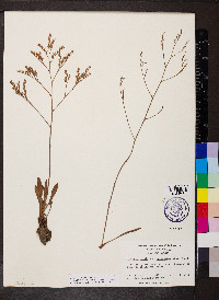 Limonium carolinianum image