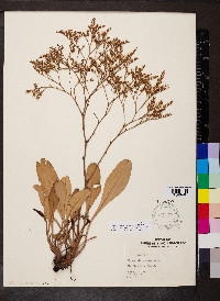 Limonium carolinianum image