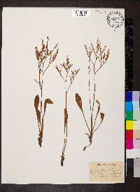 Limonium carolinianum image