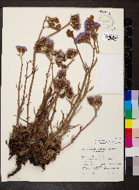 Limonium sinuatum image