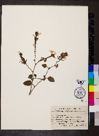 Plumbago zeylanica image