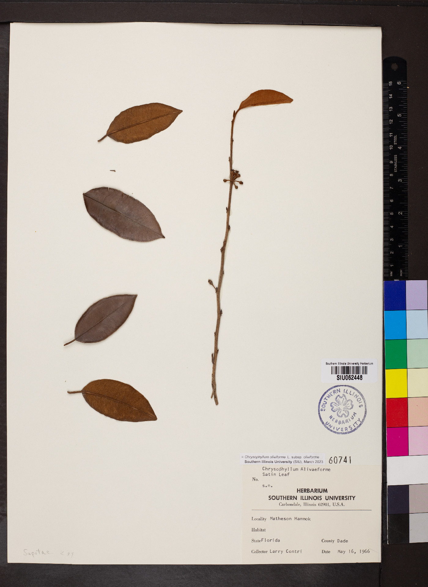 Chrysophyllum oliviforme subsp. oliviforme image