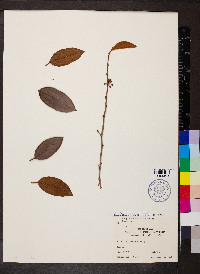 Chrysophyllum oliviforme subsp. oliviforme image