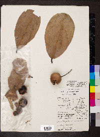 Mimusops coriacea image
