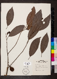 Payena lucida image