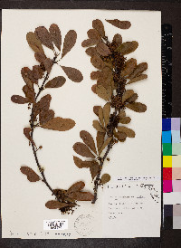 Sideroxylon lanuginosum image