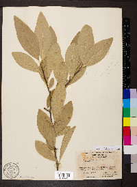 Sideroxylon lycioides image