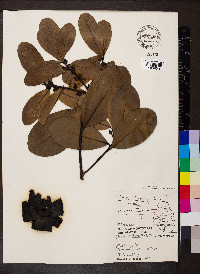 Diospyros ebenum image