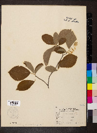 Halesia carolina image