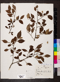 Styrax americanus image