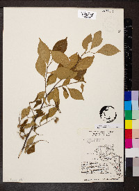 Styrax americanus image