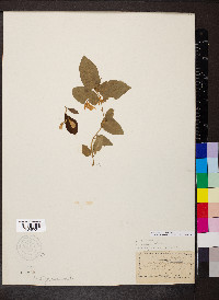Styrax americanus image