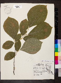 Styrax grandifolius image
