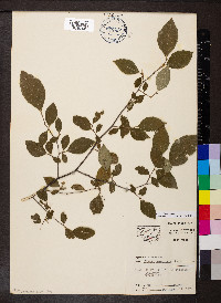 Styrax americanus image