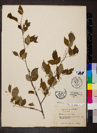 Styrax americanus image