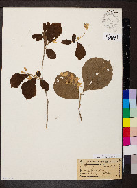 Styrax grandifolius image