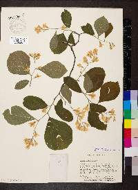 Styrax grandifolius image