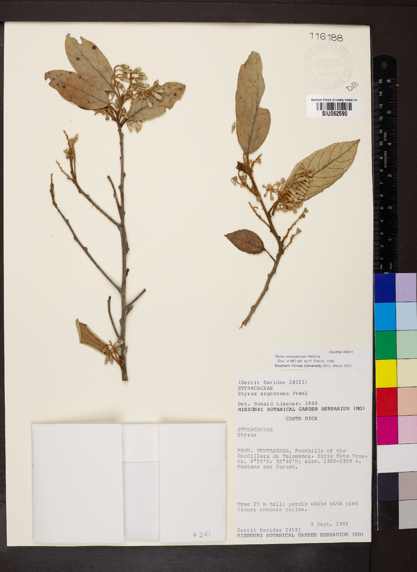 Styrax warscewiczii image