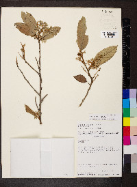 Styrax warscewiczii image