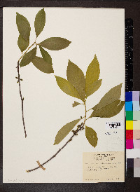 Symplocos tinctoria image