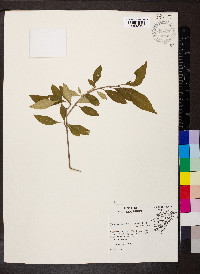 Forestiera acuminata image