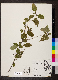 Forestiera acuminata image